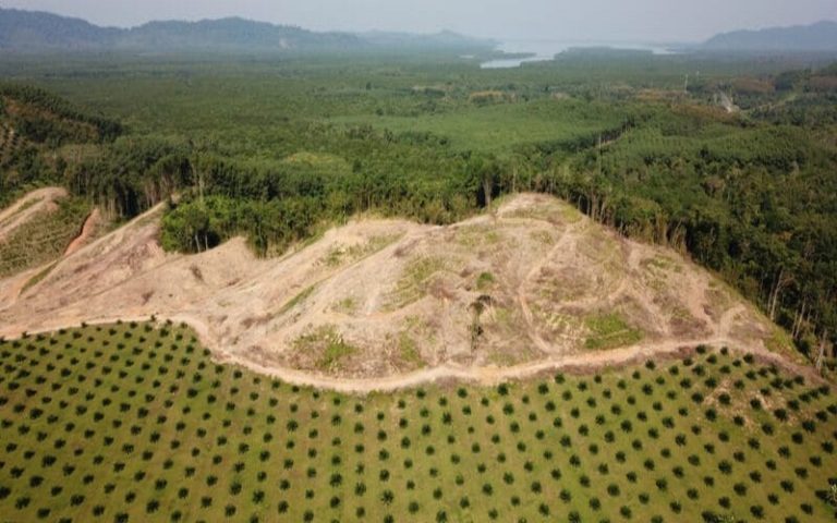 Sifca et Satelligence travaillent pour atteindre l’objectif « zéro déforestation » en Côte d’ivoire