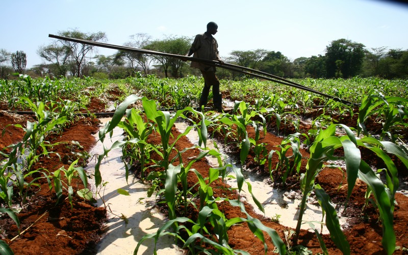 Six pays africains accompagnés vers l’intensification durable en agriculture