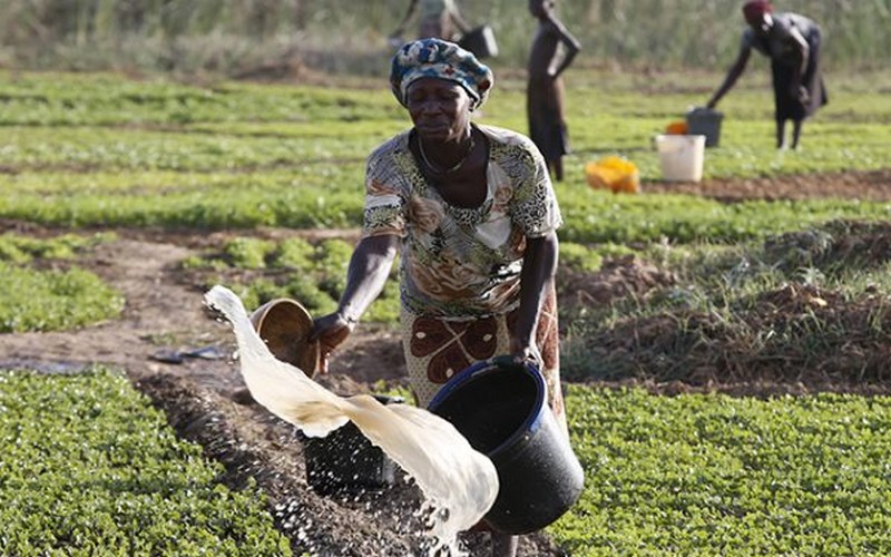 Top 4 des informations marquantes du secteur agricole dans la semaine écoulée