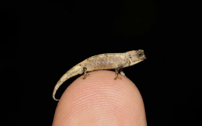 Un caméléon miniature qui pourrait être le « plus petit reptile de la terre » découvert à Madagascar