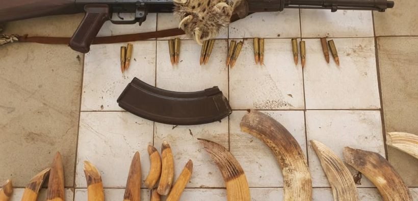 Criminalité faunique : Trois suspects arrêtés à Tambacounda pour trafic de faune sauvage