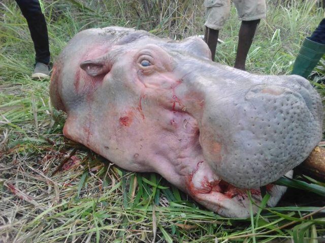 TOGO : l’hippopotame toujours en danger