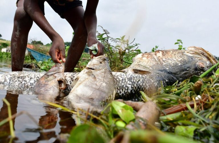 Labellisation contre la pollution plastique marine, ressources halieutiques, mort massive de poissons au lac Victoria à la Une