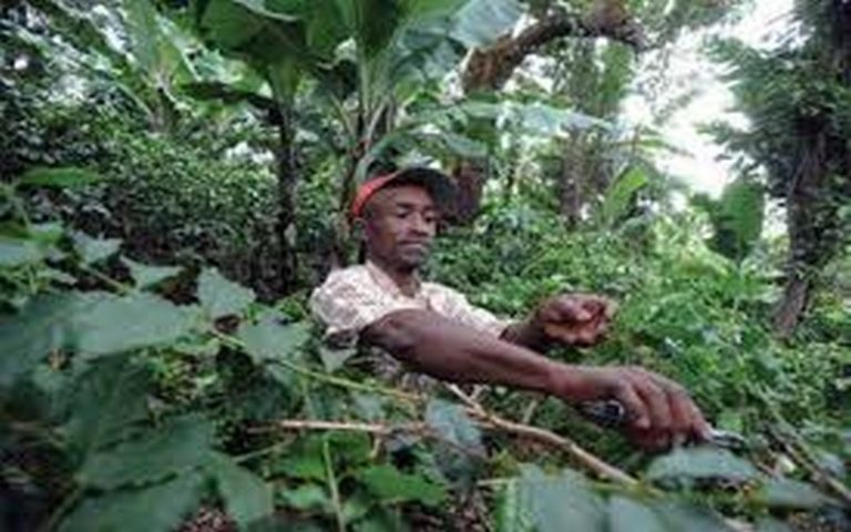 Concours « Conversations sur le changement climatique » : les habitants des forêts africaines à l’honneur