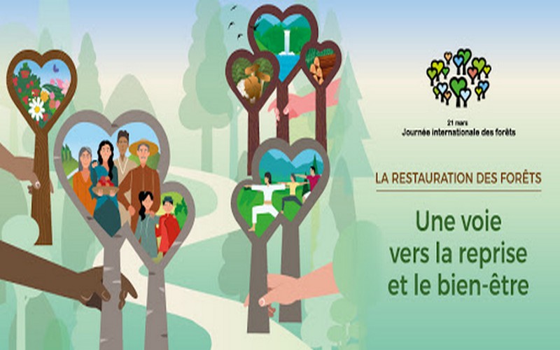 Journée internationale des forêts : Le Sénégal s’érige en bouclier contre la déforestation et la désertification