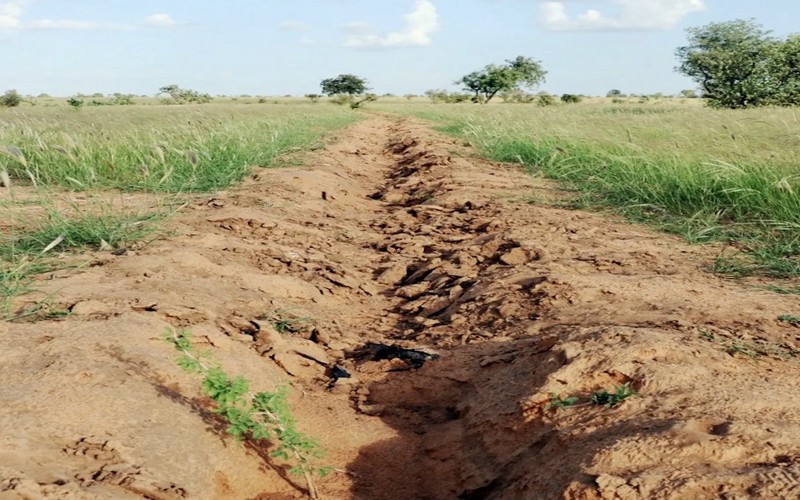 Le projet de reforestation de la Grande Muraille verte au cœur des échanges à la COP26