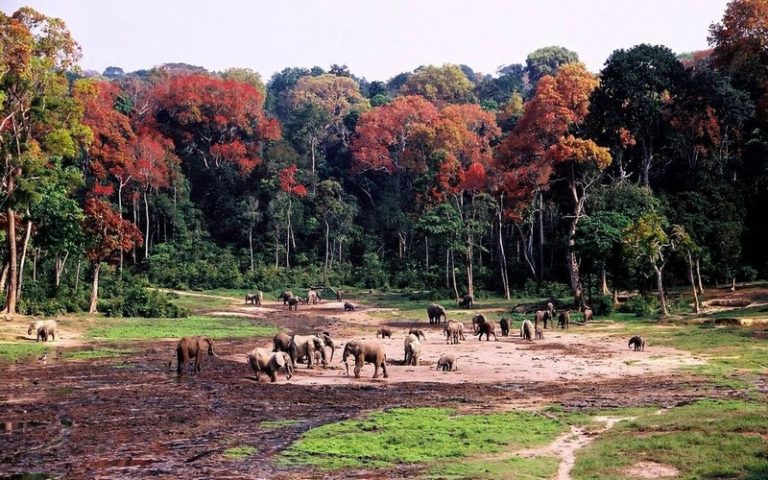 La Journée mondiale de la vie sauvage célébrée ce 3 mars 2021