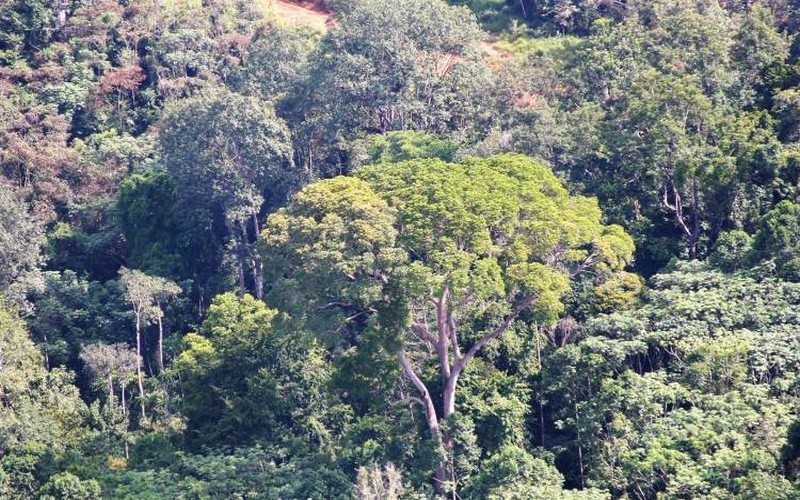 Le FSC appuie le gouvernement du Gabon dans son processus de certification de toutes les concessions forestières d’ici à fin 2022