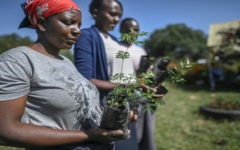 Le Kenya mise sur des « bombes à graines » pour freiner la déforestation