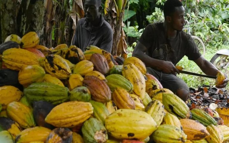 Le cacao est trop peu payé pour être durable, selon l’ICCO