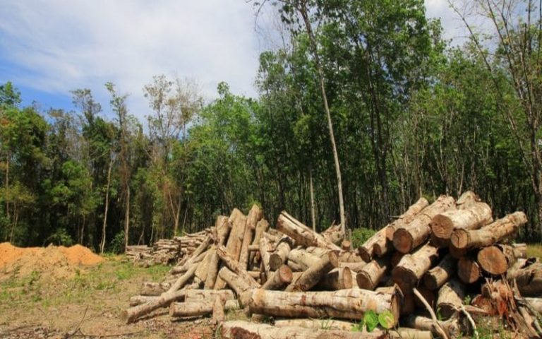 Le gouvernement du Congo-Kinshasa mise sur le gaz pour endiguer la déforestation