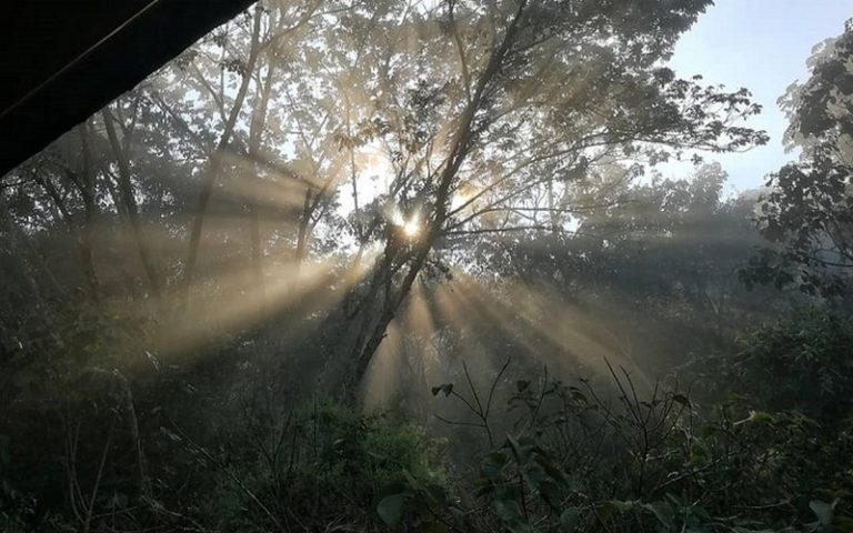 Les forêts sont trop précieuses pour pouvoir les perdre !