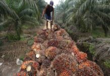 Le Gabon envisage de produire 129 312 tonnes d’huile de palme en 2024