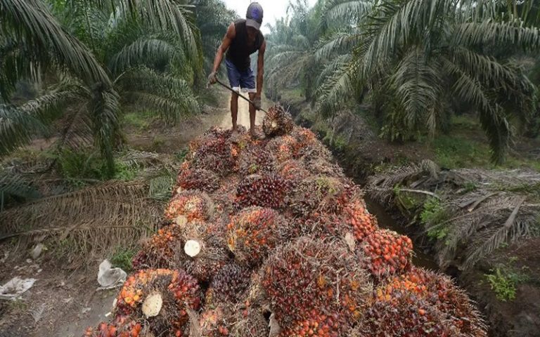 Le Gabon envisage de produire 129 312 tonnes d’huile de palme en 2024