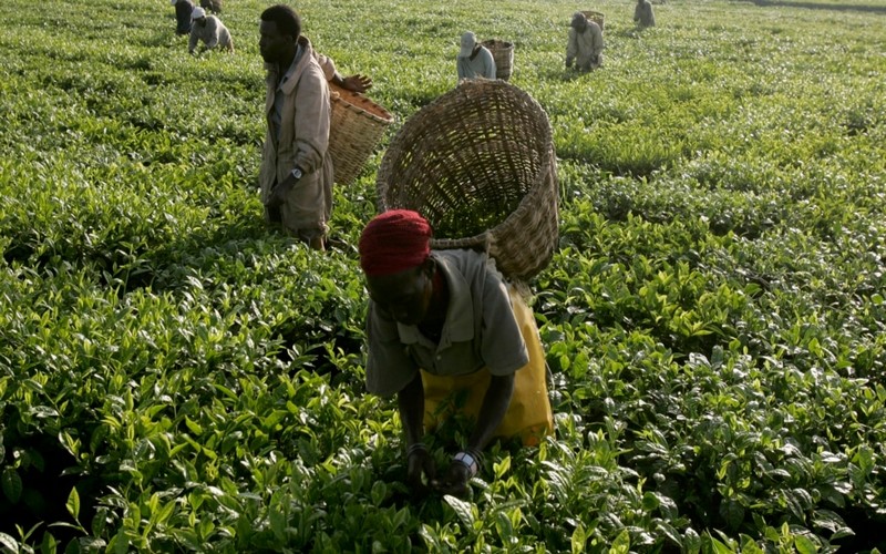 Malawi : Une entreprise britannique poursuivie pour viols par des employées de plantations
