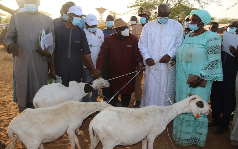 Sénégal : 50 géniteurs béliers et 100 brebis reproductrices remis à 50 ménages vulnérables