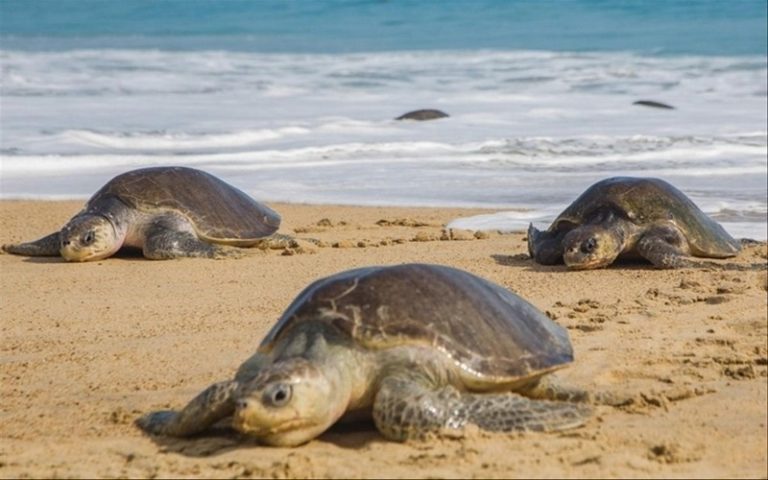Trafic illicite des tortues marines, l’espèce toujours en danger