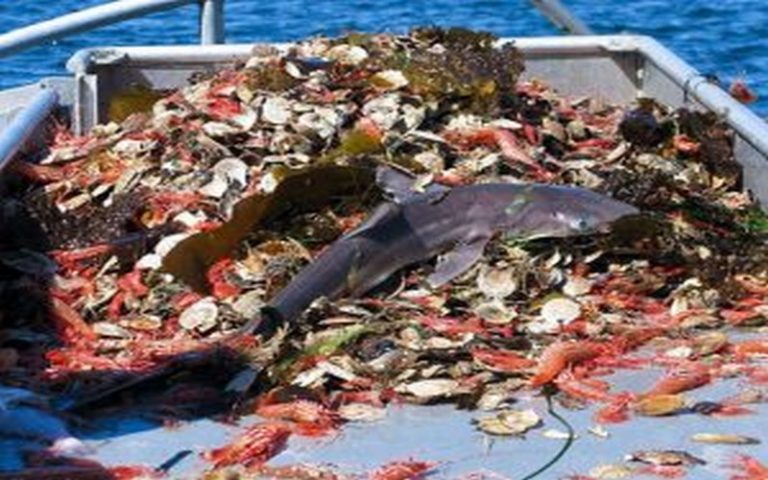 Une ONG internationale dénonce les conséquences de la pêche industrielle en Afrique de l’ouest