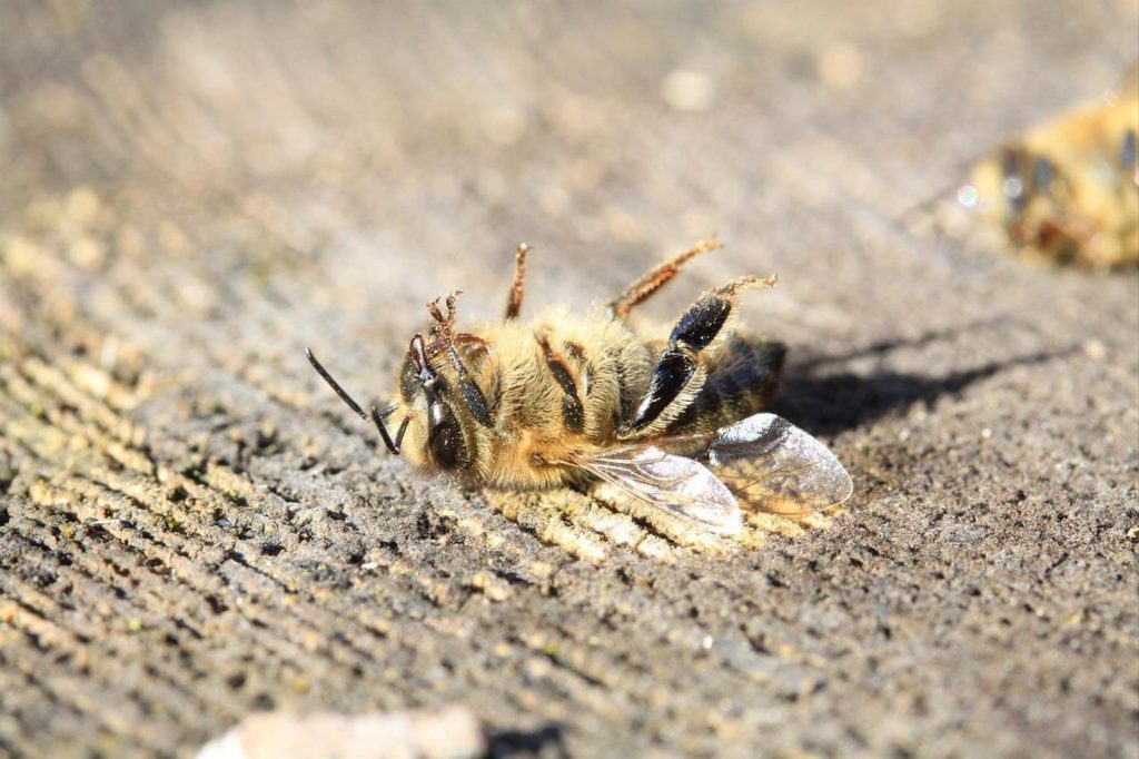 Mort de millions d’abeilles: un pesticide suspendu en Colombie