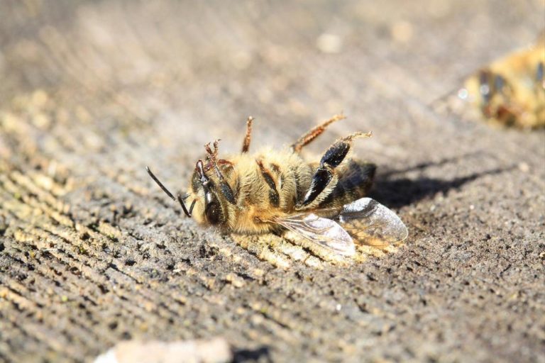 Mort de millions d’abeilles: un pesticide suspendu en Colombie