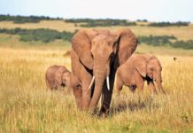 Les éléphants d’Afrique sont « en danger d’extinction »