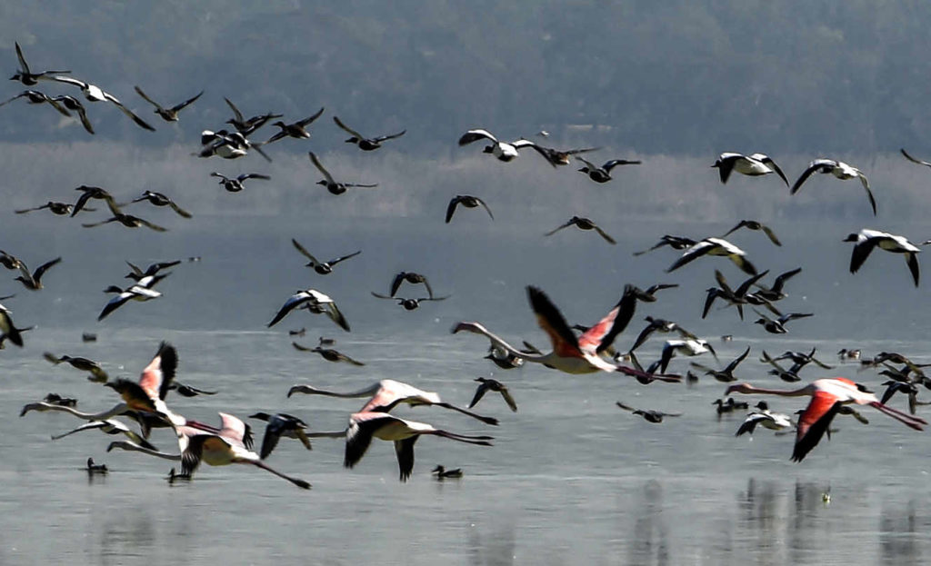 A Tunis, un projet d’aménagement de la lagune inquiète les défenseurs de l’environnement