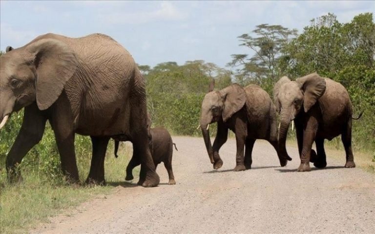 Côte d’Ivoire : Les éléphants en voie d’extinction, le ministère des Eaux et forêts