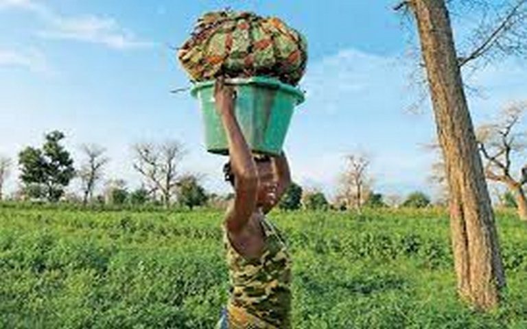 Le programme TSARA lancé afin de favoriser la recherche agronomique entre l&rsquo;Europe et l&rsquo;Afrique