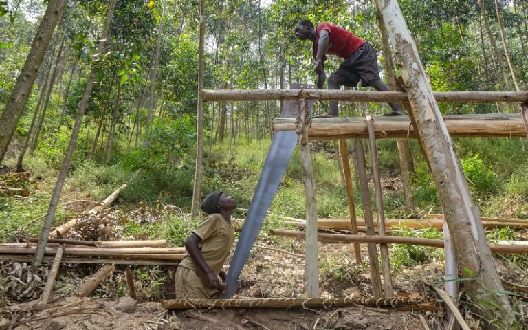 Face à la déforestation, le changement climatique s’accélère, entraînant la baisse des rendements au grand dam des agriculteurs