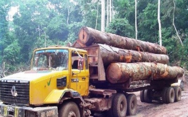 Guinée : La forêt classique de Diwasi sous le diktat de la coupe abusive du bois