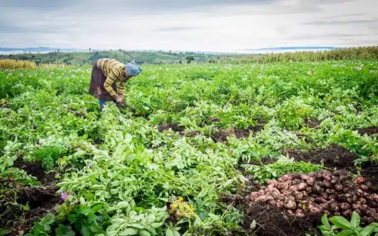 Innovation : la start-up kényane Pula à la rescousse des agriculteurs africains