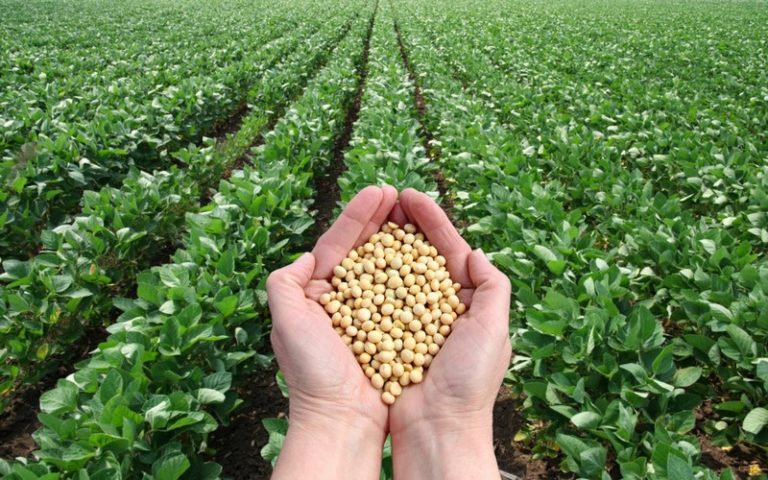 L’USDA prévoit une production de 141 millions de tonnes de soja pour la campagne 2021-2022 au Brésil