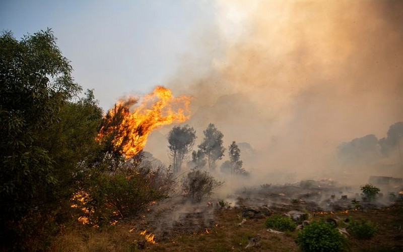 La Table Mountain, un important réservoir de la biodiversité sud-africaine, ravagée par le feu de forêt
