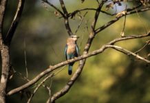 La protection des habitats naturels, un moyen de veiller sur la santé