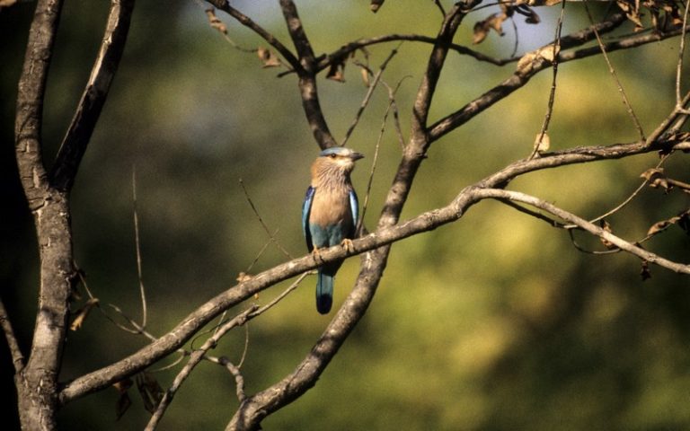 La protection des habitats naturels, un moyen de veiller sur la santé