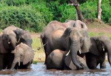 Le Botswana annonce l’ouverture de la saison 2021 de chasse à l’éléphant