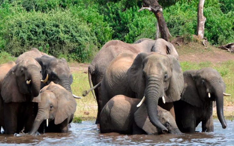 Le Botswana annonce l’ouverture de la saison 2021 de chasse à l’éléphant