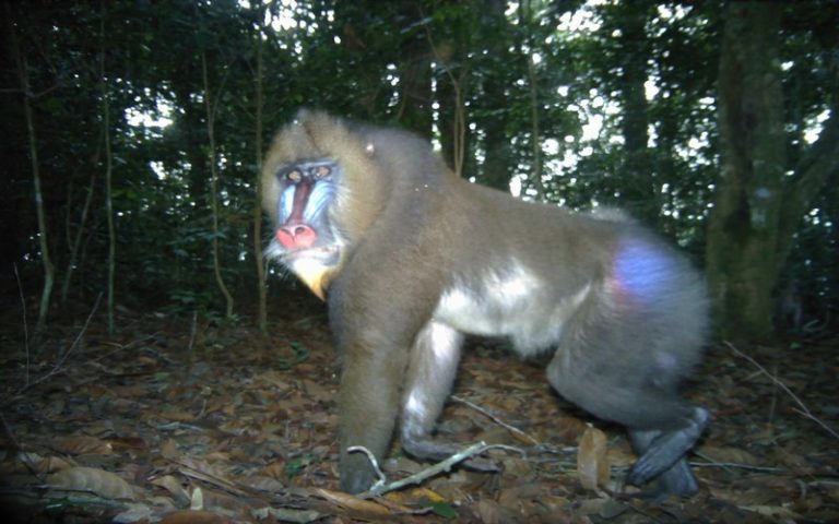 Le Gabon mise sur l&rsquo;intelligence artificielle pour améliorer le suivi de la faune en Afrique centrale