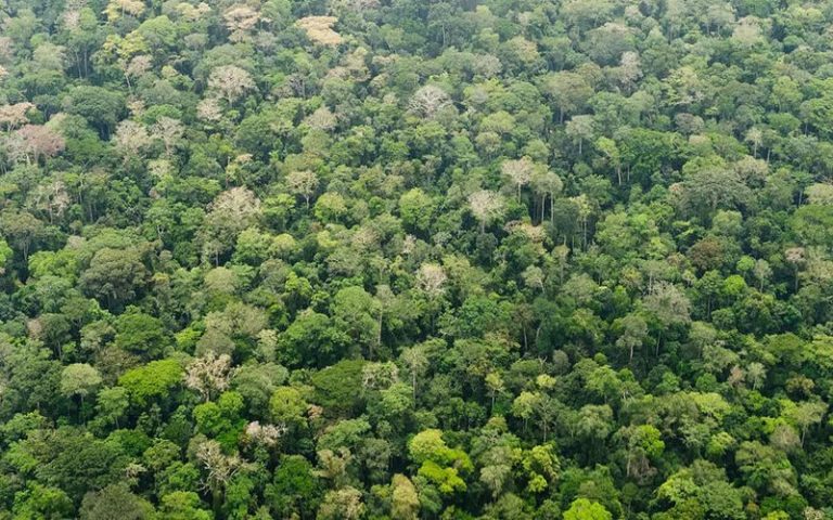 Journée mondiale de l’environnement : les acteurs sensibilisés à la préservation des forêts