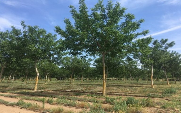 Les avantages de l&rsquo;agroforesterie : pourquoi se lancer ?