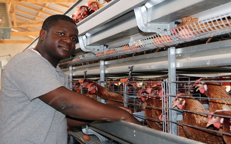 Les entreprises avicoles guinéennes financées par la banque d’investissement de la CEDEAO