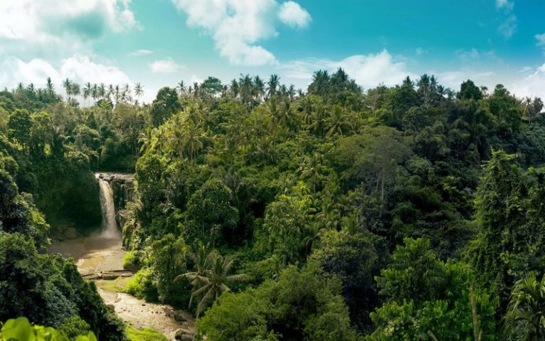 L’Afrique va bientôt disposer d’un guide de formation académique sur la protection des forêts