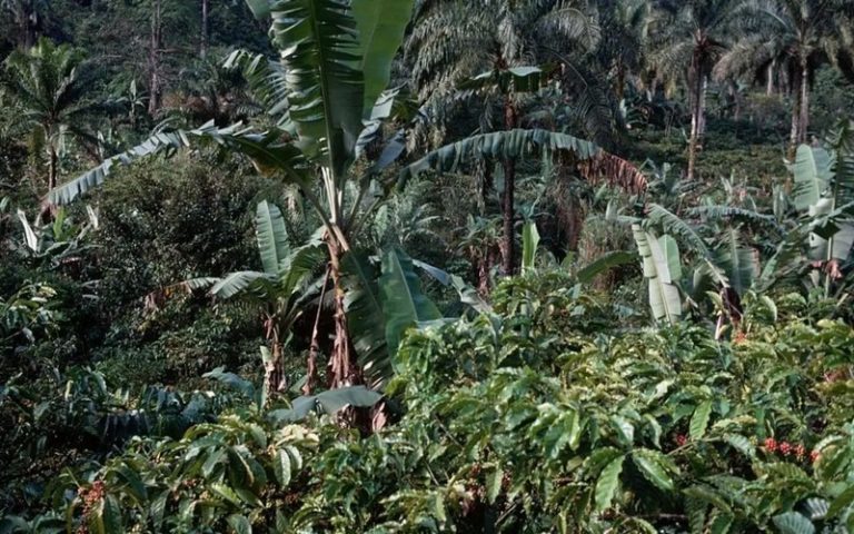 Lutte contre la déforestation au Cameroun : Greenpeace invite la Deutsche Bank à renoncer à accorder un prêt à Halcyon Agri