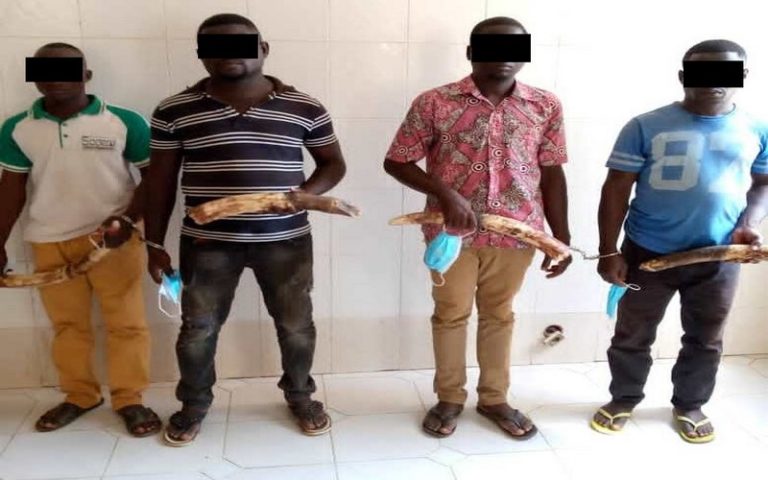 Répression contre le trafic d’ivoire : 7 présumés trafiquants d’ivoire arrêtés et déférés dans les prisons civiles de Lomé et de Kara