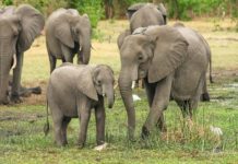 Sommet international sur les éléphants : Le Zimbabwe entame une campagne visant à lever l’embargo international sur la vente d’ivoire