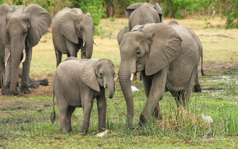 Sommet international sur les éléphants : Le Zimbabwe entame une campagne visant à lever l’embargo international sur la vente d&rsquo;ivoire   