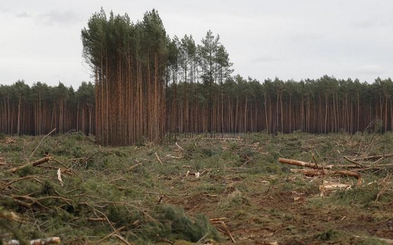 WWF accuse l’Union européenne d’être à l’origine de 16% de la « déforestation importée »