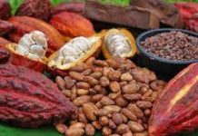 La Côte d’Ivoire et Ghana boycottent un sommet à Bruxelles pour défendre les intérêts des producteurs de cacao