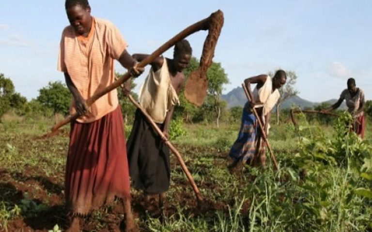 Afrique de l’Ouest : les paysans se mobilisent pour la biodiversité agricole