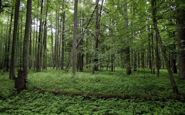 Francis Hallé : « Les forêts sont des biens communs à protéger »